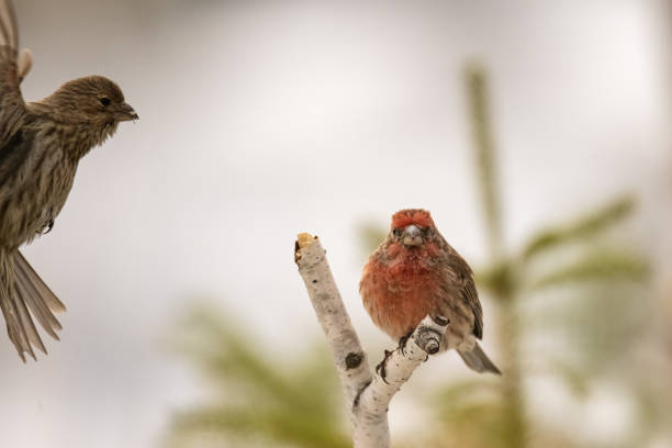 Free Stock Photo of Two House finch birds | Download Free Images and ...