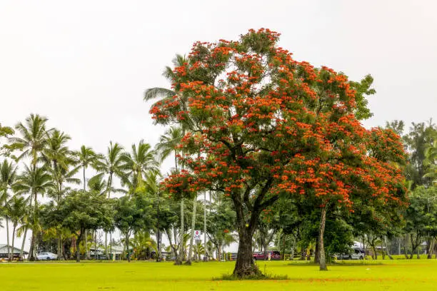 Spathodea campanulata, commonly known as the African tulip tree with red flowers growing in the Wailoa River State Recreation Area, Hilo, Hawaii