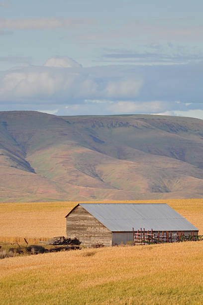 istock Palouse Barn in Wheat Field 136024514