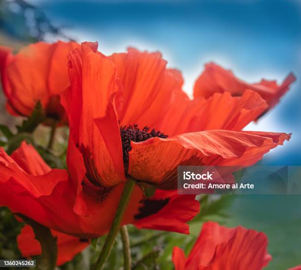 Big Wonderful Poppy Flowers On The Blue Sky Stock Photo - Download Image Now - Opium Poppy, Arctic Poppy, Flower