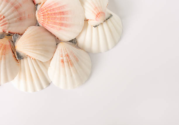 Sea shell with sand and copy space.