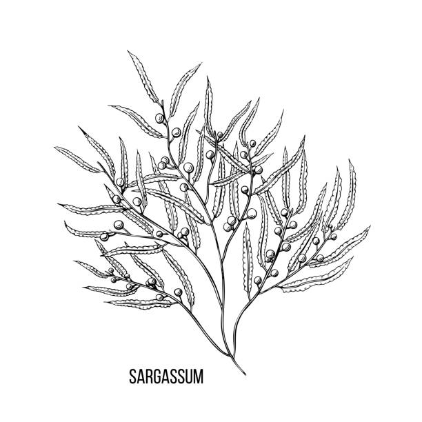 Vintage doodle illustration with black sargassum algae sketch. Vector line art. Vintage doodle illustration with black sargassum algae sketch. Vector line art sargassum stock illustrations