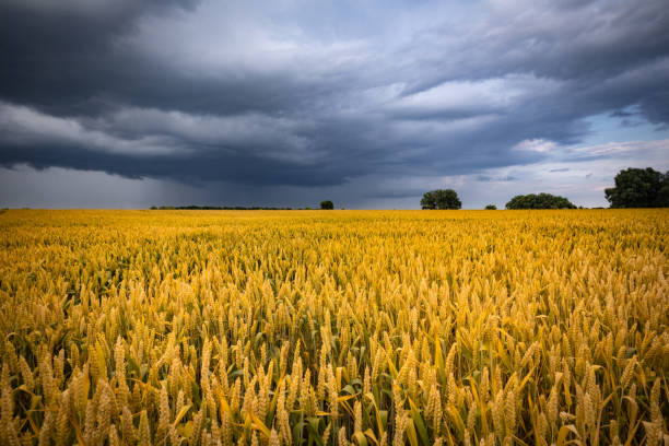 istock June wheat field under summer rainy sky with clouds. Wheat ears, ripening on a field. 1360245820
