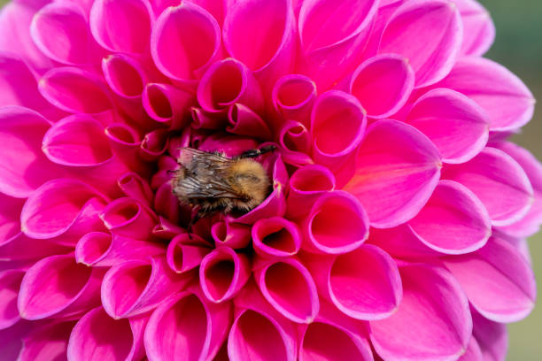 Close up of a pink dahlia flower in bloom