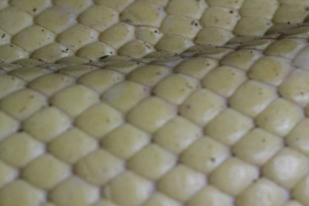 istock Albino boa constrictor scales ultra close up from a macro lens 1360246973