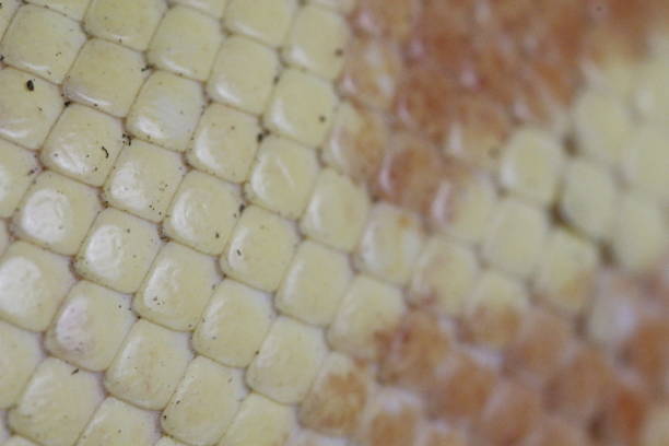 istock Albino boa constrictor scales ultra close up from a macro lens 1360246980