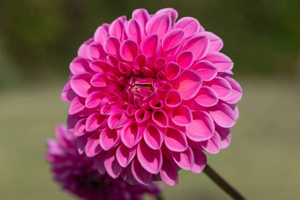 istock Pink dahlia flower 1360246991