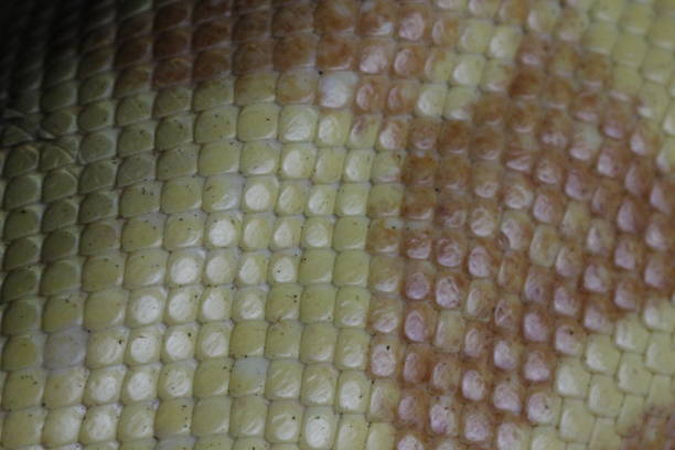 istock Albino boa constrictor scales ultra close up from a macro lens 1360247008