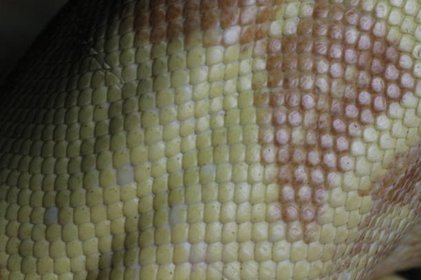istock Albino boa constrictor scales ultra close up from a macro lens 1360247012
