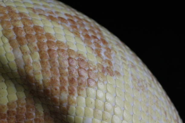 istock Albino boa constrictor scales ultra close up from a macro lens 1360247031