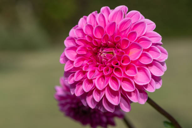 istock Pink dahlia flower 1360247051