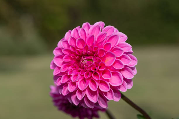 istock Pink dahlia flower 1360247127