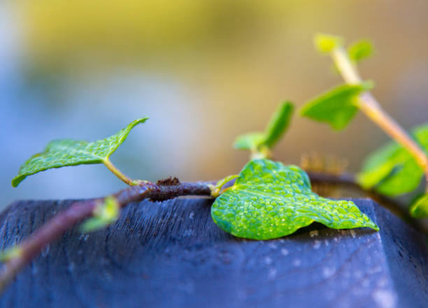 Young sprout of tree coming of the tree trunk and stem whit cute leaves and new branch leaves in fresh spring summer season growing.