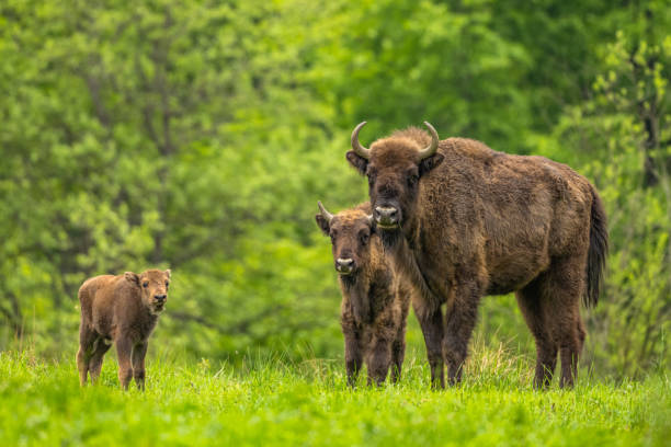European Bison (Bison bonasus). The Bieszczady Mountains, Carpathians, Poland.