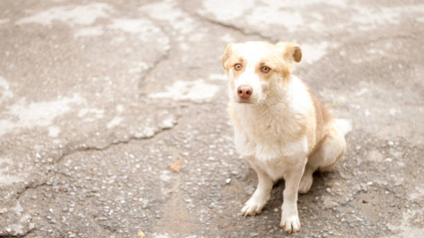 istock Dog Looking At Camera Emotional Scene, Stray Dog 1360252336