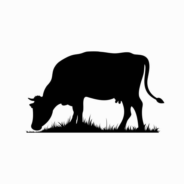 ilustrações, clipart, desenhos animados e ícones de silhueta vetorial da vaca. animal de fazenda na grama do pasto. - fêmea de mamífero