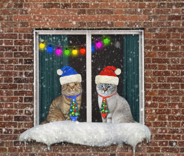 istock Cats looks through window for Christmas 1360253549