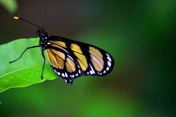 istock inseto borboleta – rhopalocera 1360257694