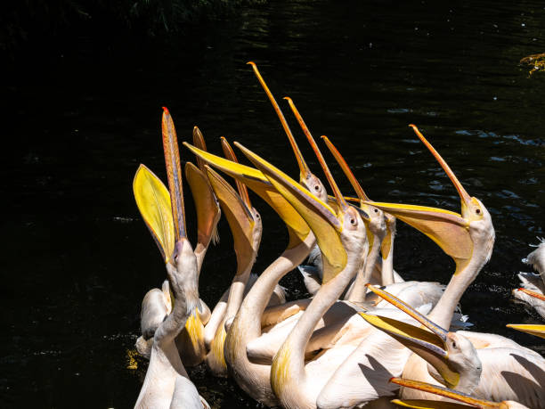istock Great White Pelican, Pelecanus onocrotalus in a park 1360258091