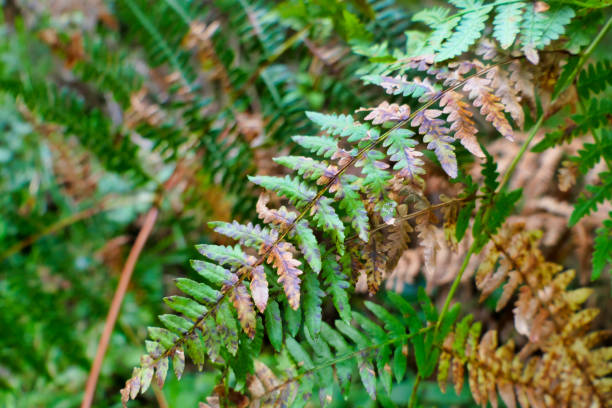Close up of a woodland fern changing to autumnal colours