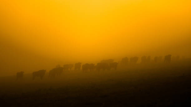 European Bison (Bison bonasus). The Bieszczady Mountains, Carpathians, Poland.