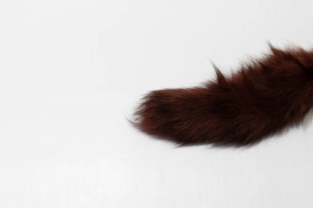 istock Chestnut tail of furry animal 1360262945