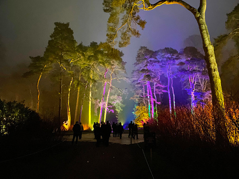 Westonbirt, The National Arboretum, Tetbury, Gloucestershire, England, UK - December, 20 2021: Stock photo showing people strolling through an illuminated woodland trail with specimen coniferous trees on a winter's night, abiding by social distancing rules when taking exercise outdoors.