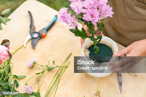istock A middle-aged florist woman is making a bouquet in her yard. Close-up of a floral sponge, chrysanthemum stem and hands. Top view. 1360263111