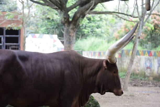 istock ankole watusi, cow with long and big horns 1360263745