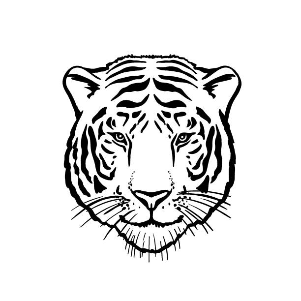 Silhouette Of Japanese Tiger Tattoo Designs Illustrations, Royalty-Free  Vector Graphics & Clip Art - iStock
