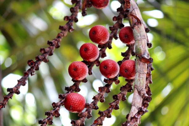 botanical plantae family Arecaceae plant fruit buriti - mauritia flexuosa