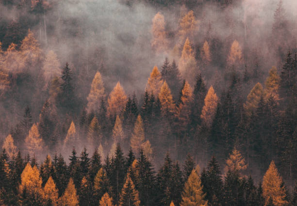 istock foggy autumn landscape with pine trees 1360264854
