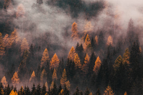 istock foggy autumn landscape with pine trees 1360264861