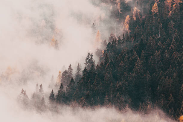 istock foggy autumn landscape with pine trees 1360264867