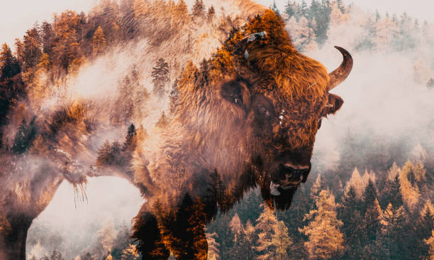 istock double exposure of bison and foggy forest 1360264868