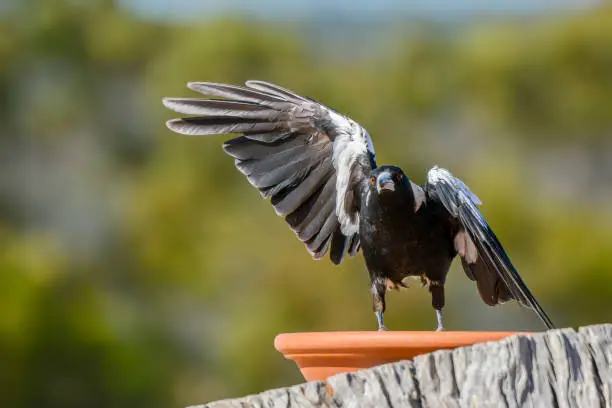 Australian native magpie taking off in flight