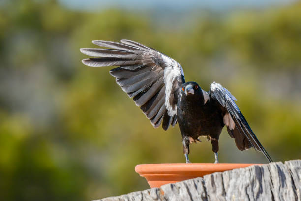 magpie australiano (gymnorhina tibicen) - pega rabuda - fotografias e filmes do acervo