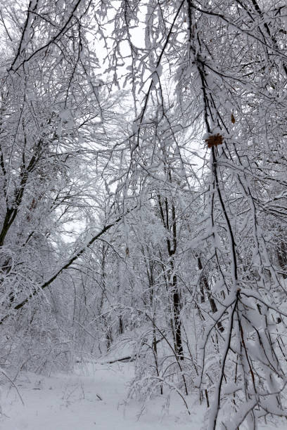 istock a park with different trees in the winter season 1360265898