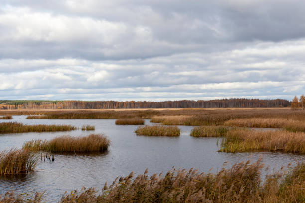 istock dry grass on the territory of the lake 1360265916