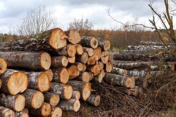 istock wood harvesting in the forest 1360266000