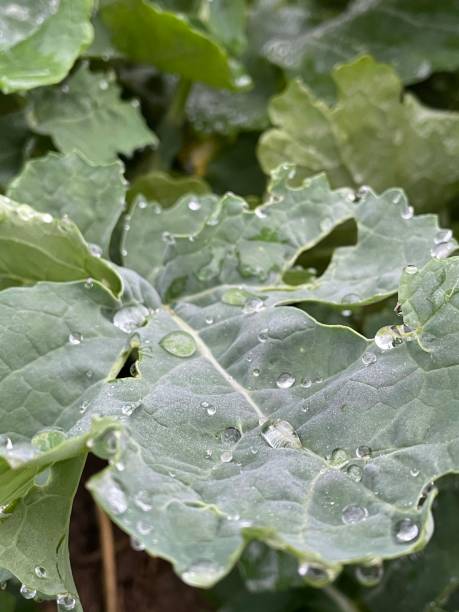 istock Water drops on oil seed rape leaves 1360267014
