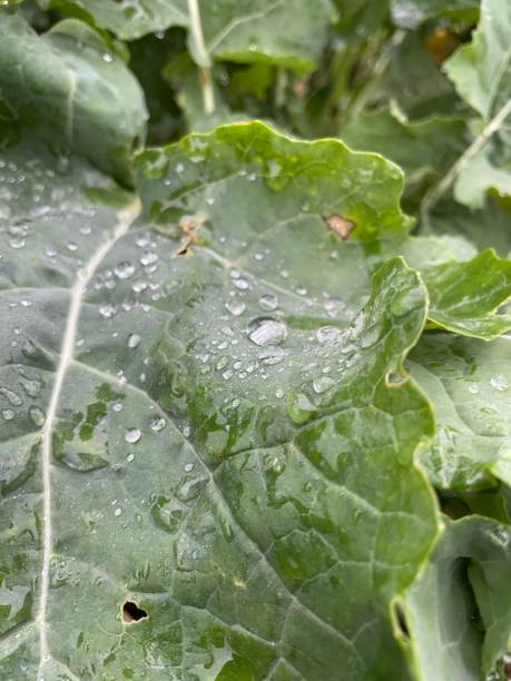 istock Water drops on oil seed rape leaves 1360267016