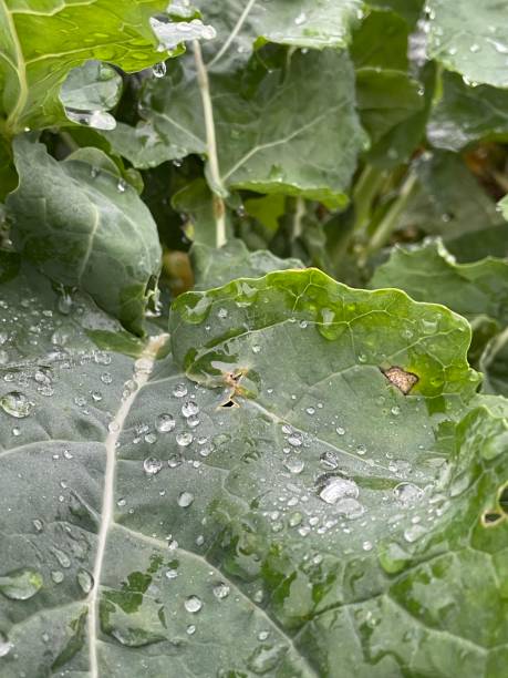 istock Water drops on oil seed rape leaves 1360267017