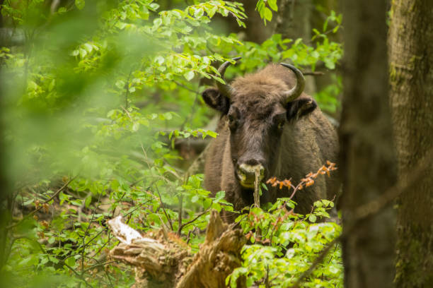 istock European Bison (Bison bonasus). The Bieszczady Mountains, Carpathians, Poland. 1360268368