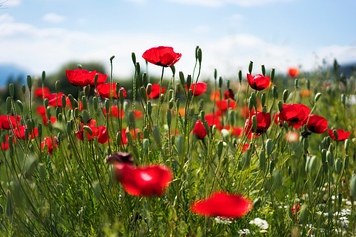 Poppy field, panoramic nature background, selective focus