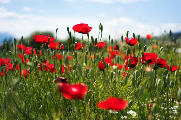 pole maku w słoneczny letni dzień - oriental poppy flower head lace poppy zdjęcia i obrazy z banku zdjęć