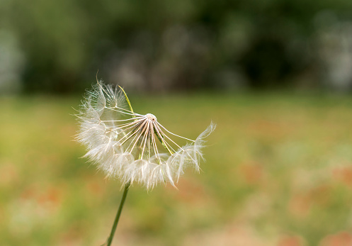 Macro shot of a blowball, dandelion