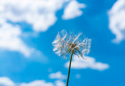 Close up of Dandelion in field, Blue sky background