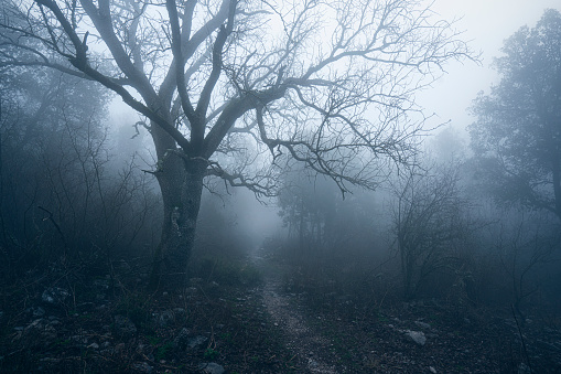 Forest path in a foggy morning Antalya, Turkey