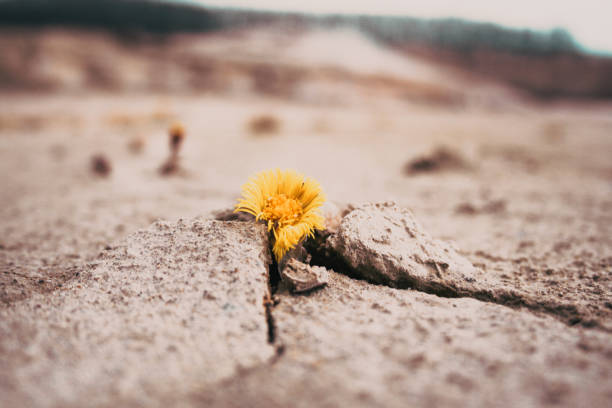 yellow flower growing in cracked land stock photo